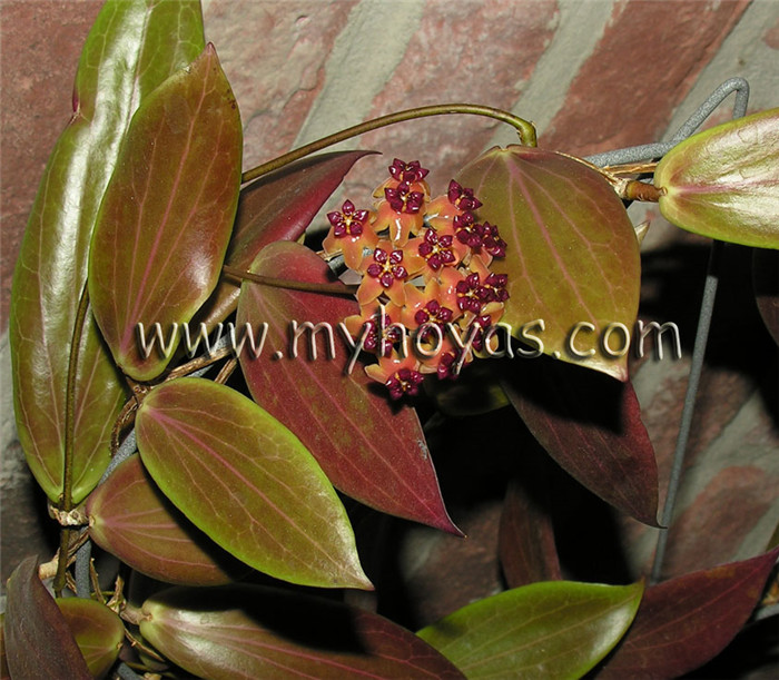 本格尔顿球兰 Hoya benguetensis