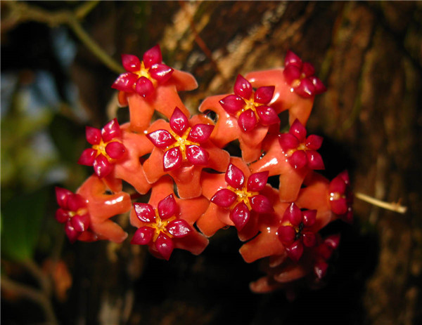 本格尔顿球兰 Hoya benguetensis