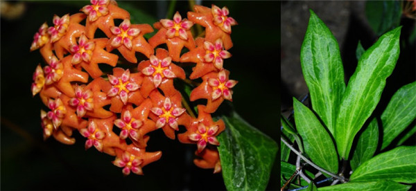 本格尔顿球兰 Hoya benguetensis