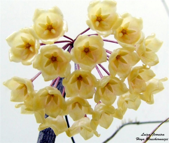 布拉轩球兰 Hoya blashernaezii