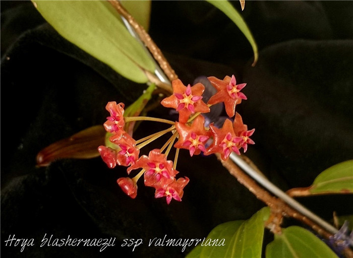 布拉轩球兰亚种 Hoya blashernaezii subs. valmayoriana