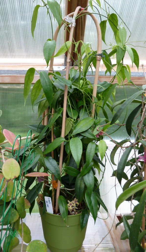 波特球兰 Hoya buotii