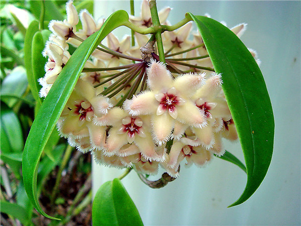 波特球兰 Hoya buotii