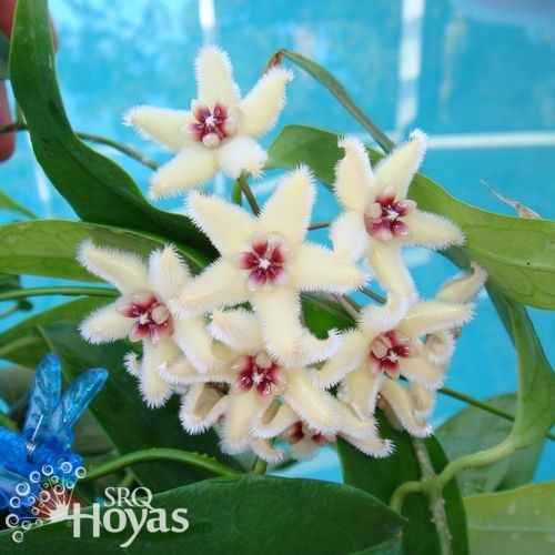 波特球兰 Hoya buotii