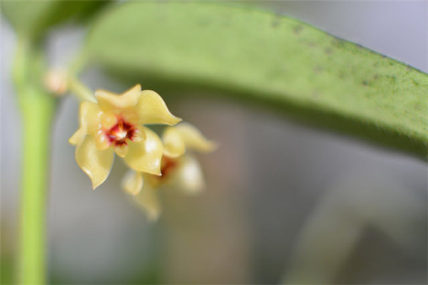 缅甸球兰 Hoya burmanica