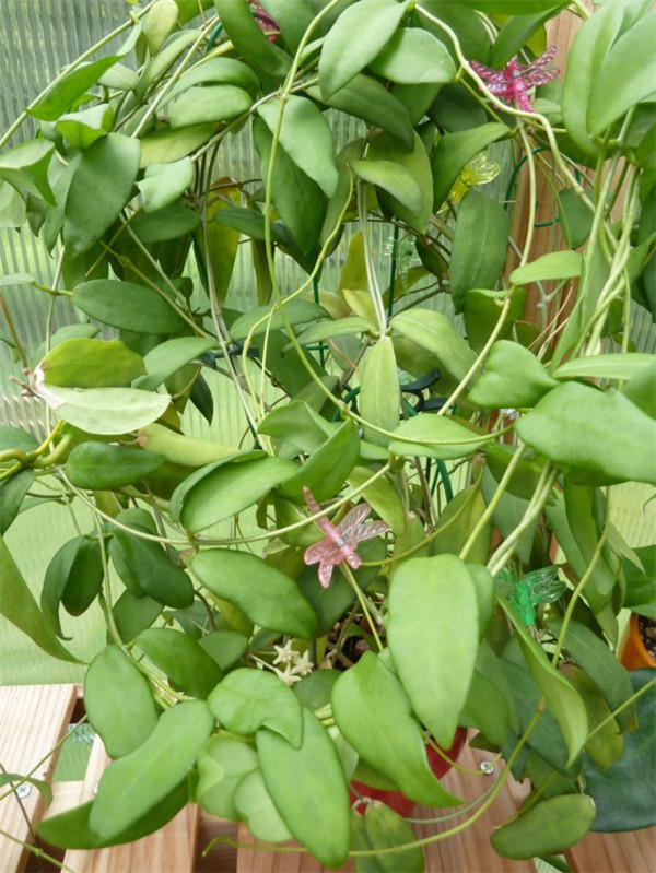 卡噶焰球兰 Hoya cagayanensis/Hoya pimenteliana