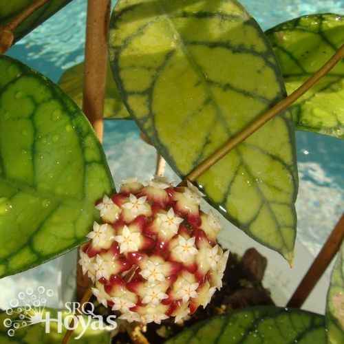 淡味球兰 Hoya callistophylla