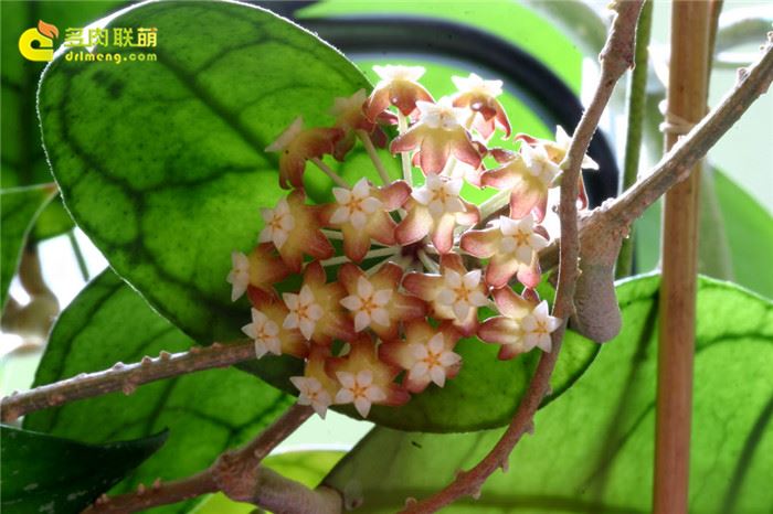 淡味球兰 Hoya callistophylla