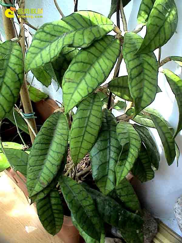 淡味球兰 Hoya callistophylla