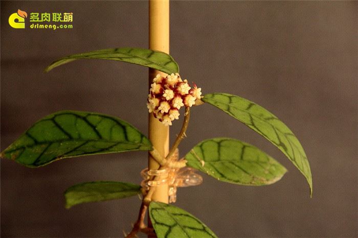 淡味球兰 Hoya callistophylla