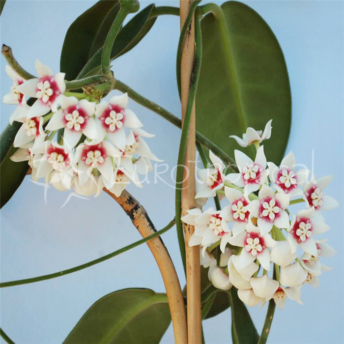 大萼球兰 Hoya calycina