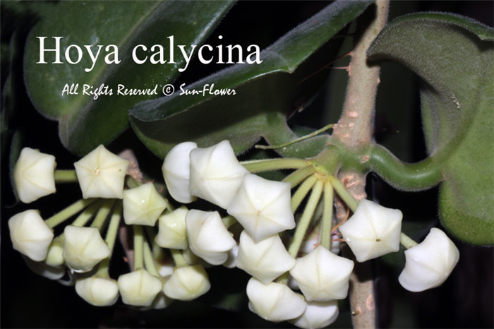 大萼球兰 Hoya calycina