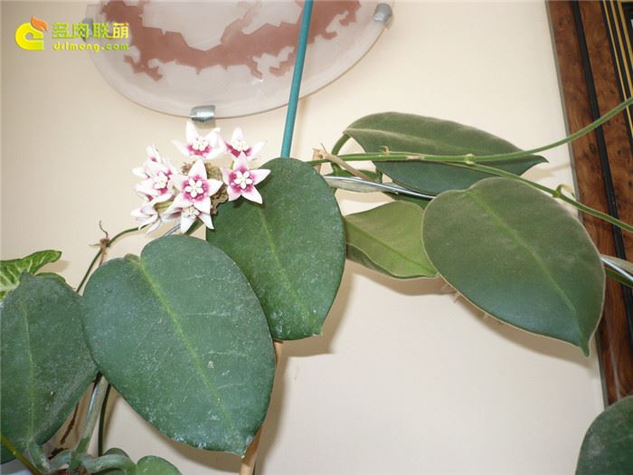 大萼球兰 Hoya calycina