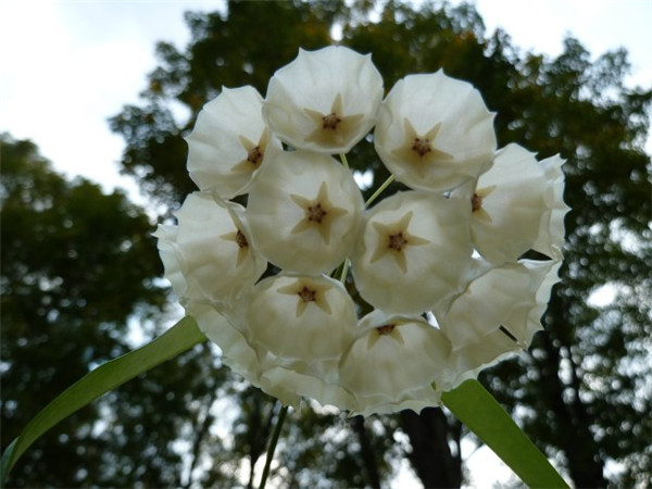 康彭娜球兰 Hoya campanulata