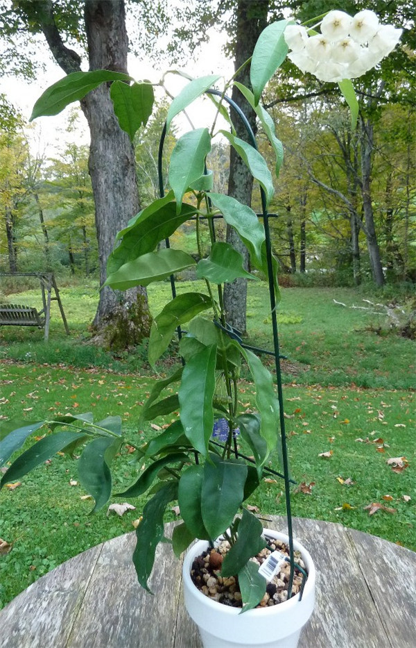 康彭娜球兰 Hoya campanulata