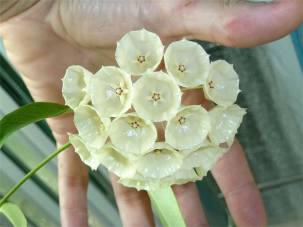 康彭娜球兰 Hoya campanulata