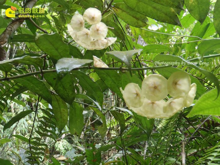 康彭娜球兰 Hoya campanulata