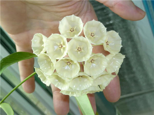 康彭娜球兰 Hoya campanulata