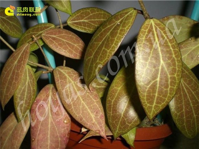 樟叶球兰 Hoya camphorifolia