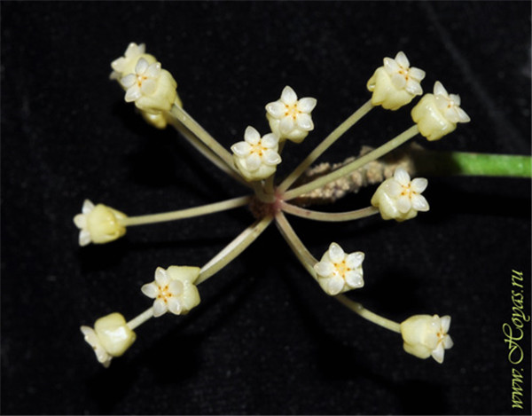 心状球兰 Hoya cardiophylla