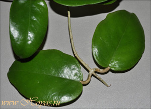 心状球兰 Hoya cardiophylla