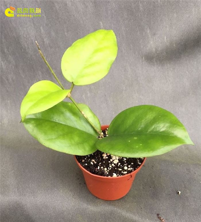 心状球兰 Hoya cardiophylla