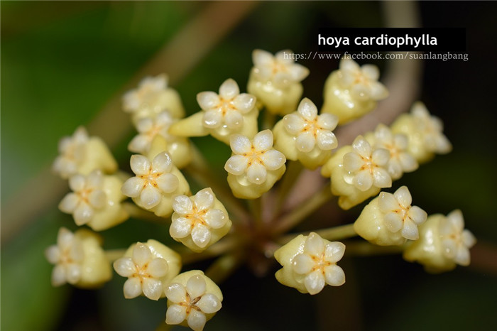 心状球兰 Hoya cardiophylla