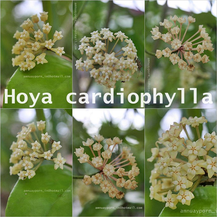 心状球兰 Hoya cardiophylla