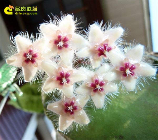 尾状球兰/青铜器球兰 Hoya caudata