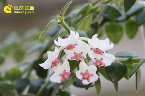 景洪球兰 Hoya chinghungensis