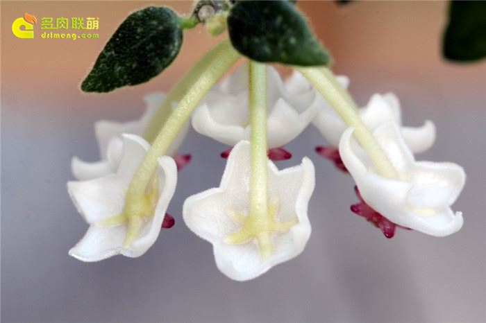 景洪球兰 Hoya chinghungensis