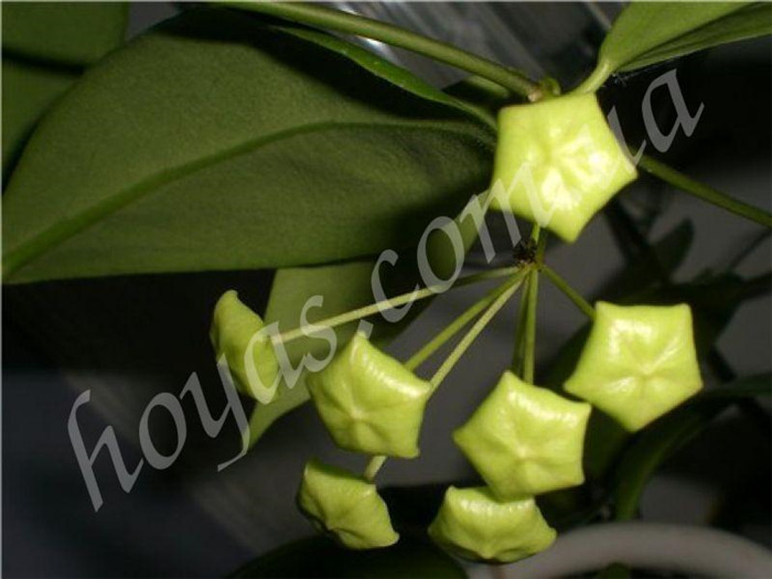 绿花球兰 Hoya chlorantha