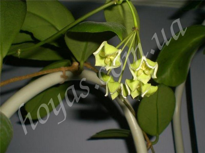 绿花球兰 Hoya chlorantha