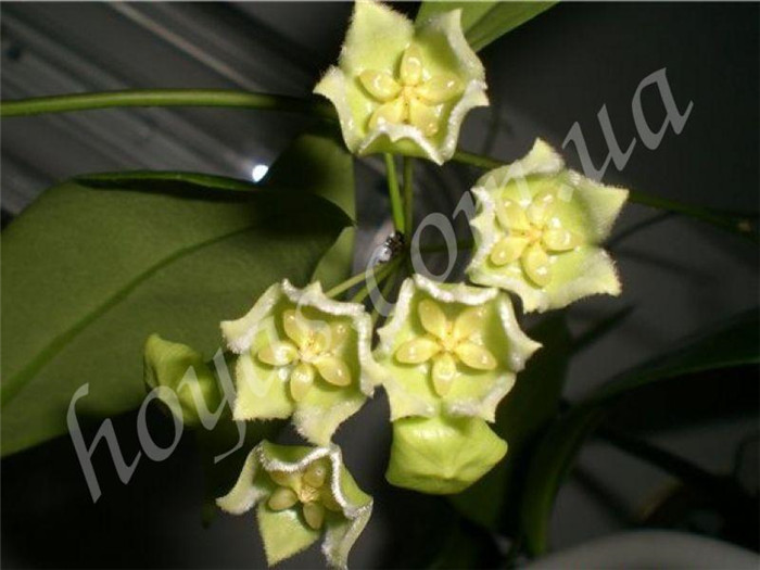 绿花球兰 Hoya chlorantha