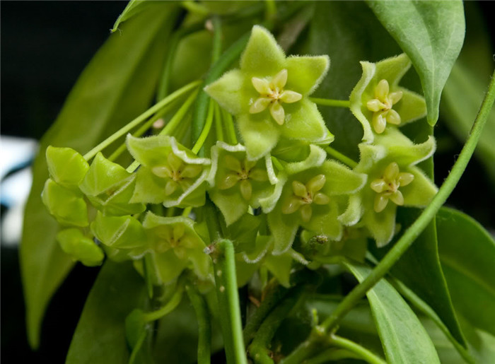 绿花球兰 Hoya chlorantha