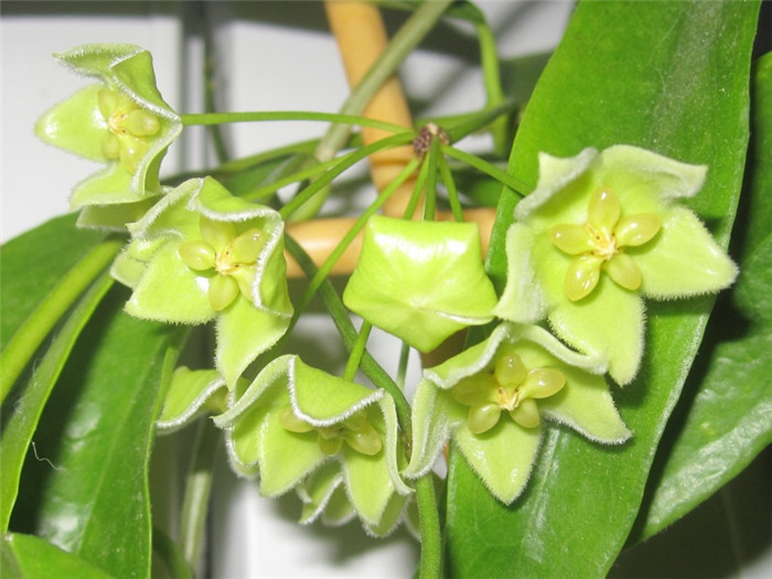 绿花球兰 Hoya chlorantha