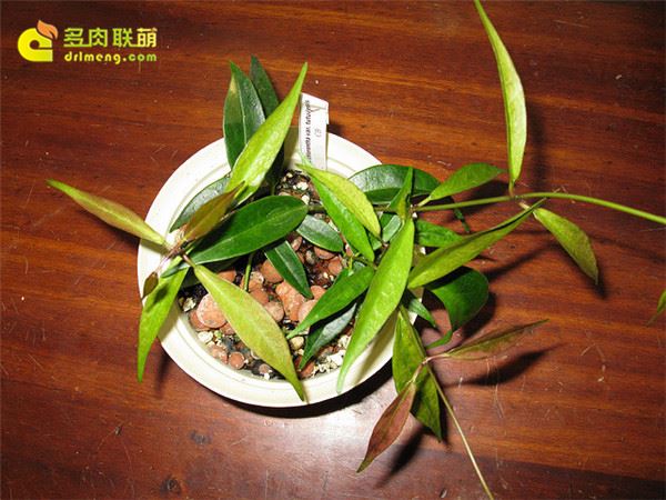 绿花杂交球兰 Hoya chlorantha var.tutuilensis