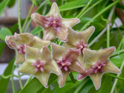 绿花杂交球兰 Hoya chlorantha var.tutuilensis