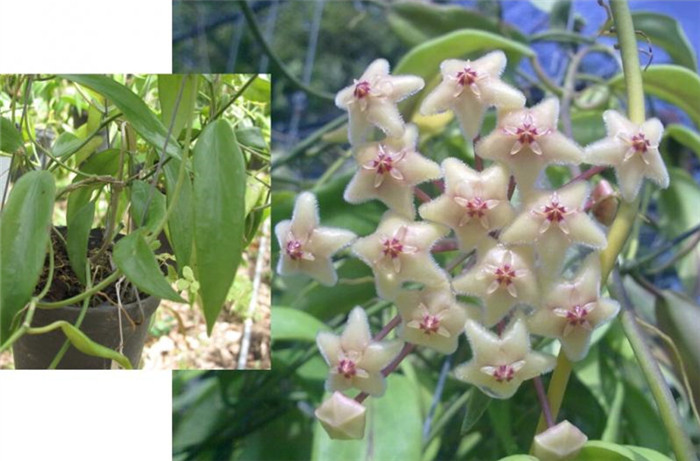 绿花杂交球兰 Hoya chlorantha var.tutuilensis