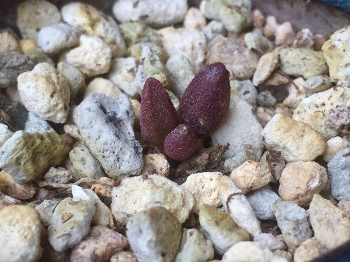 血红玛丽安 Adromischus marianae 'Red Mutation'