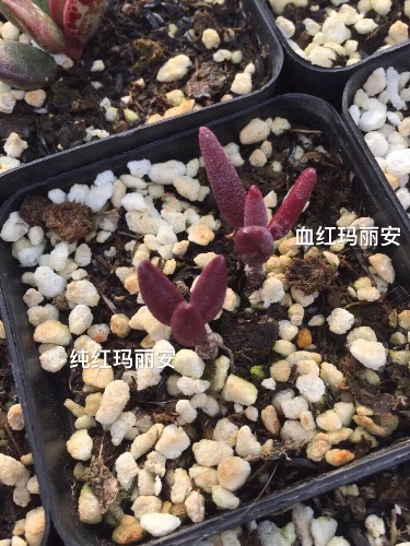 血红玛丽安 Adromischus marianae 'Red Mutation'