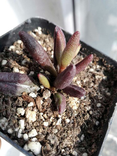 血红玛丽安 Adromischus marianae 'Red Mutation'