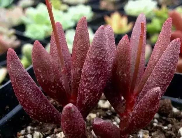 血红玛丽安 Adromischus marianae 'Red Mutation'