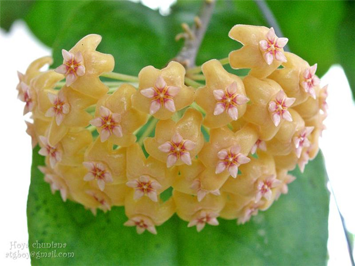 椰香球兰 Hoya chunii/Hoya chuniana