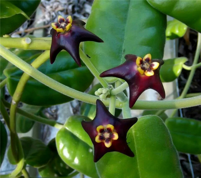  Hoya madulidii 