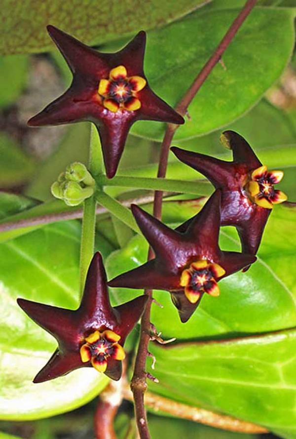 纤毛球兰/黑花球兰 Hoya ciliata