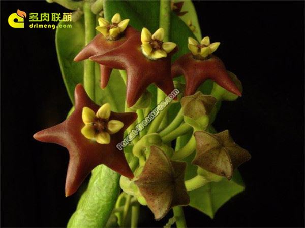 纤毛球兰/黑花球兰 Hoya ciliata