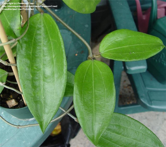 纤毛球兰/黑花球兰 Hoya ciliata