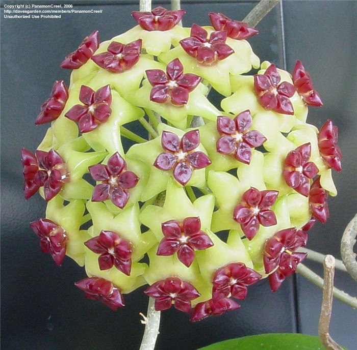 玉桂球兰 Hoya cinnamomifolia