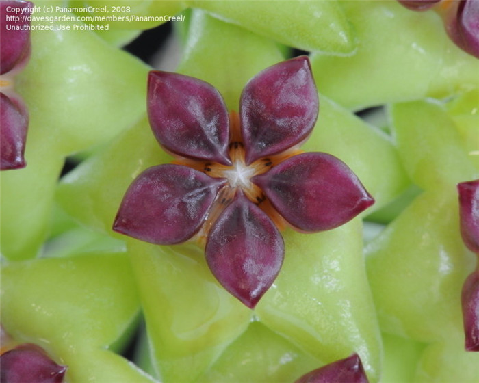 玉桂球兰 Hoya cinnamomifolia